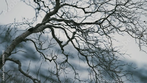 Dark, twisted, leafless branches against the pale autumn sky. Snow-covered mountains in the background. photo