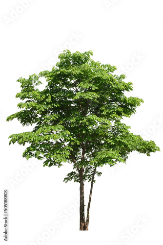 tropical green tree side view isolated on white background for landscape and architecture drawing, elements for environment and garden