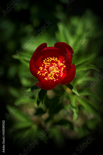 Potrait of a Steppe Peony in shadows of a Tree