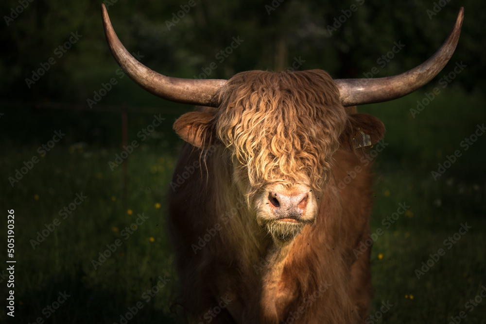 scottish highland cow scottish highland cow