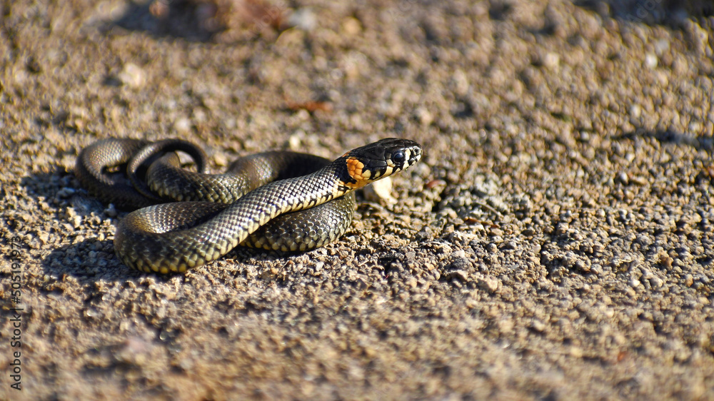 A small snake basks on the ground on a spring sunny day in the wild close-up. A small snake basks on the ground on a spring sunny day in the wild close-up.