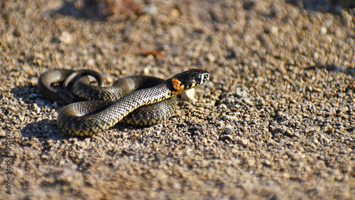 A small snake basks on the ground on a spring sunny day in the wild close-up.