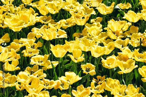 Many yellow tulips in gaden photo