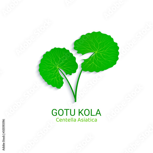 Centella Asiatica logo vector illustration. Gotu kola icon logotype template. Asiatic pennywort isolated on a white background. Green leaf for organic cosmetic, natural product, food, medicine design photo