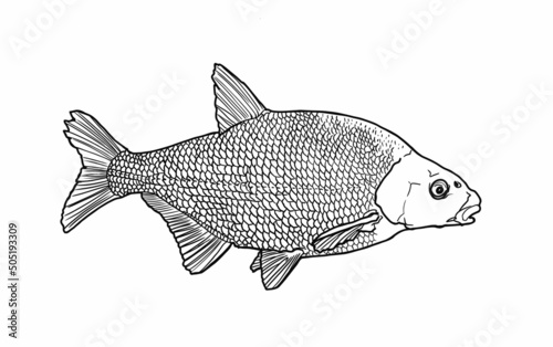 Bream fish sketch, side view realistic hand-drawn vector graphics, illustration of a river fish sketch, retro style, isolated on a white background. Freshwater fish. Fishing. Eco-friendly product.