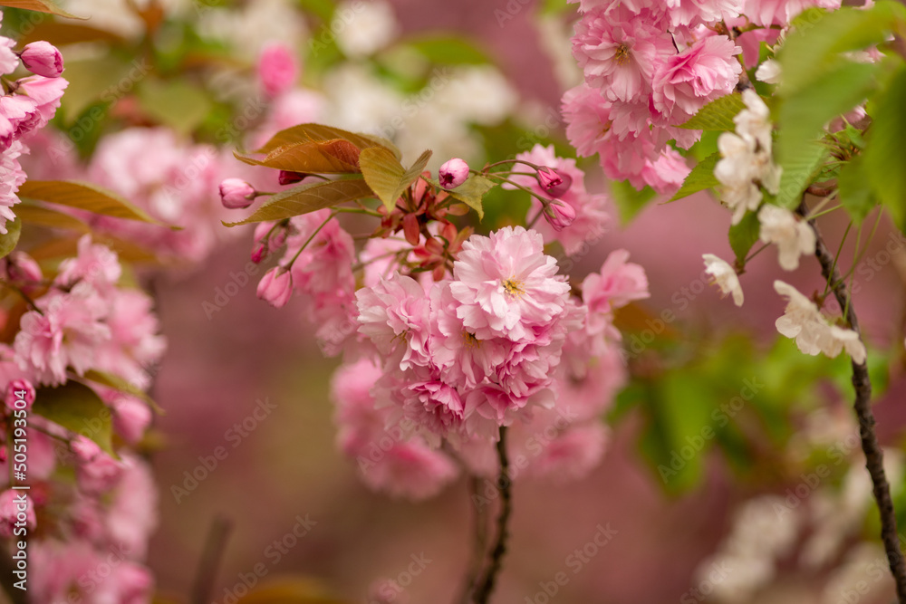 kwitnąca wiśnia japońska z gałązkami w pięknych kolorach - obrazy, fototapety, plakaty 