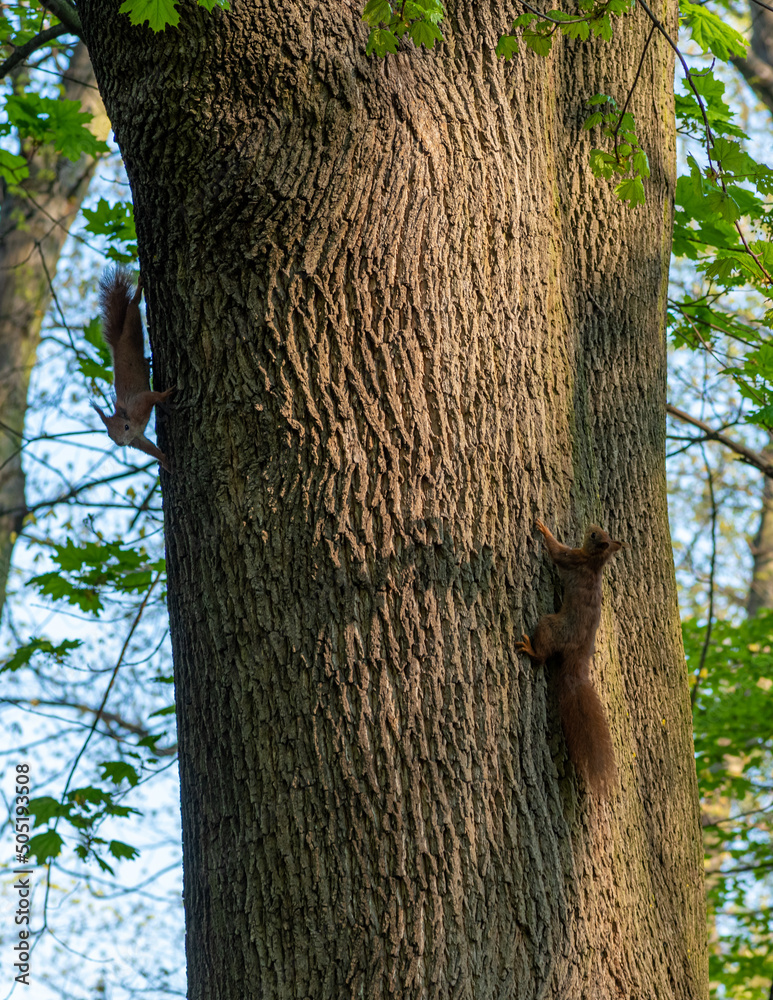 wiewiórka na drzewie w lesie - obrazy, fototapety, plakaty 