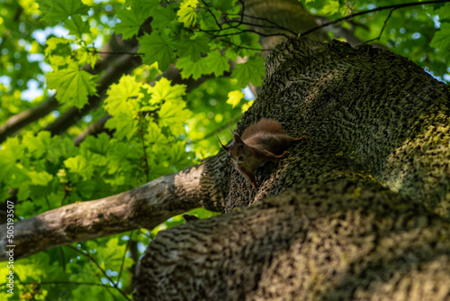 wiewiórka na drzewie w lesie #505193507