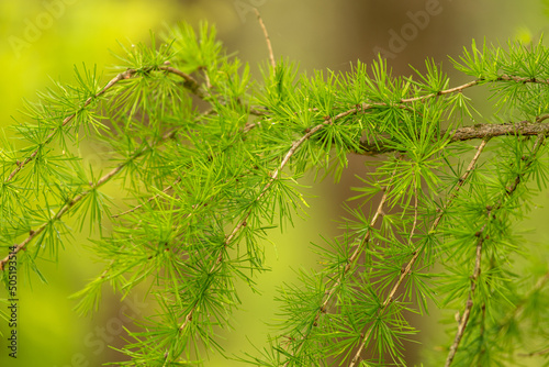 gałązka zielonego modrzewia w lesie