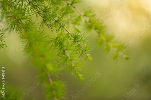 gałązka zielonego modrzewia w lesie