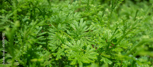 Spikemoss growing along the path leading to the steep cliffs in the deep forest of Thailand , Fresh green Spikemoss background against sunlight shining , Blurry green nature background