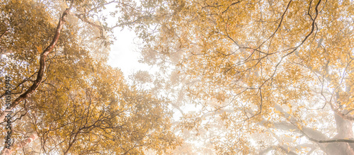 The golden rays of the warm morning sun shone on the leaves and branches of the trees in the great forest, along with the mist that passed shortly after the rain.