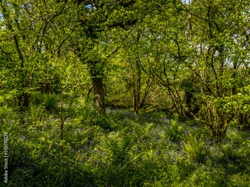 Spring woodland, Devon, UK. With bluebells, ferns and even sunshine. © Mushy