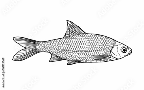 Sketch a roach fish, side view realistic hand-drawn vector graphics, illustration a sketch of a river fish, retro style, isolated on a white background. Freshwater fish. Fishing. Eco-friendly product.