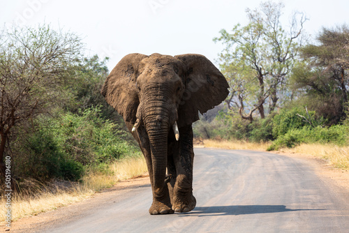 Huge elephant bull walking in the road