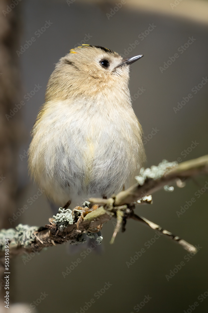 Fototapeta premium Goldcrest