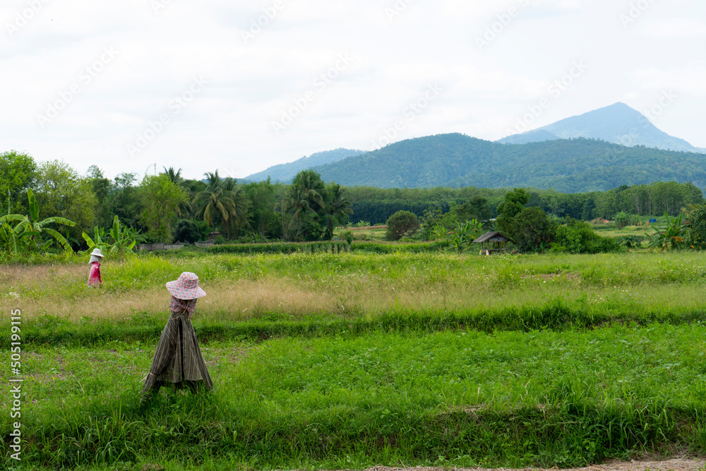straw puppet or scarecrow strawman in the rice field in asia