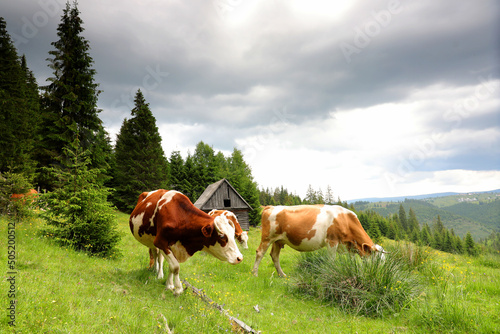 Cows eat grass on a meadow with fresh grass surrounded by spruce forest in a cloudy day in the mountains.