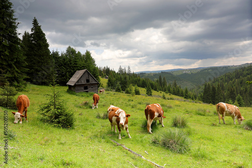 Cows eat grass on a meadow with fresh grass surrounded by spruce forest in a cloudy day in the mountains. photo