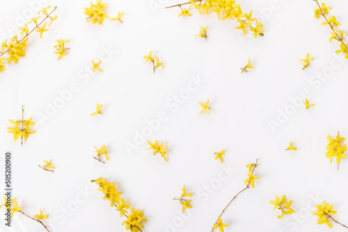 Forsythia branches covered with yellow flowers on white background
