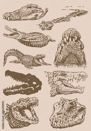 Graphical vintage set of heads of crocodiles , sepia background, vector illustration