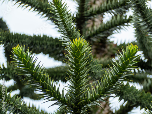 Chilean Araucaria  also called Andenfir  Chilean Spruce  Snake Tree.