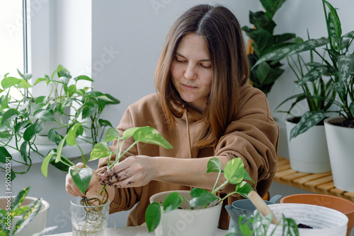 Fotografie A young Caucasian woman gardener potting young epipremnum (scindapsus) houseplant in a flowerpot taking it from a glass with water and stem cuttings sitting surrounded by houseplants