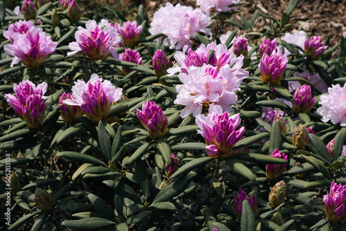 pink flowering rhodendrons close up photo