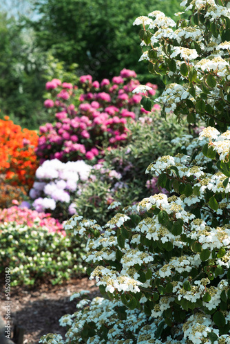 many blooming rhodendrons of different colors photo