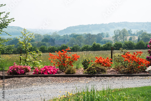 many blooming rhodendrons of different colors photo