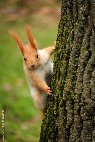 Red Squirrel on Tree trunk © Jason Row Photo