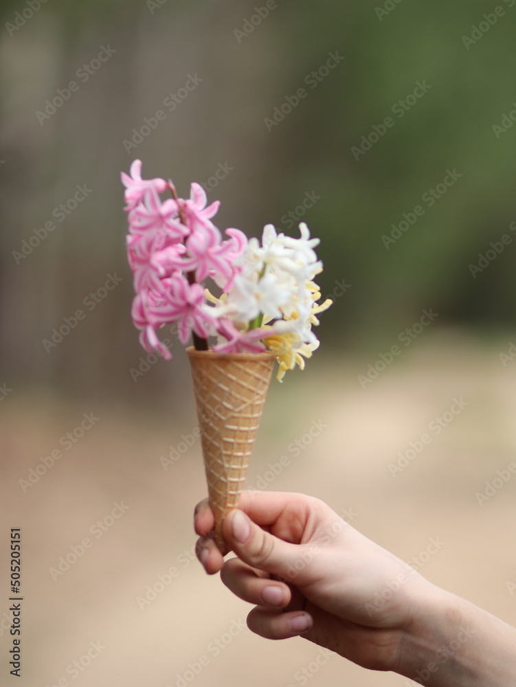 Hand holding colorful hyacinths in an ice cream cup