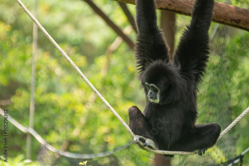 A white gibbon walks on a white rope. One hand hung on a branch, looking down at the green forest.