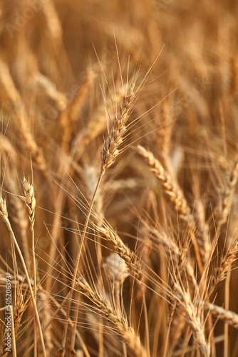 Wheat field detail