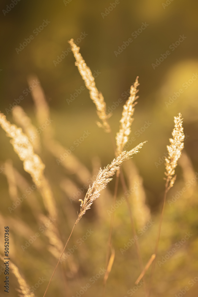 Grässer im goldenen Sonnenlicht. Grässer im goldenen Sonnenlicht.