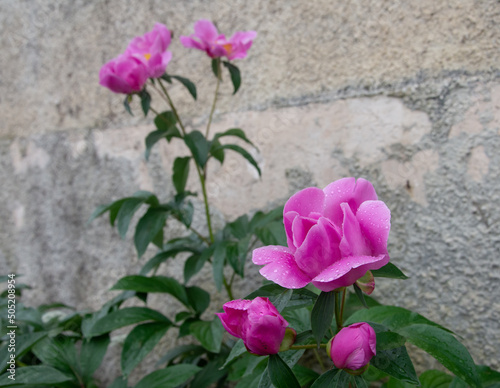 Pink peonies with rain drops on the flower head in the garden. In the background is a wall of old house.