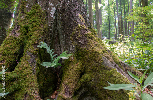Foto Krokar primeval, virgin forest in Kočevje, Slovenia. Year 2021