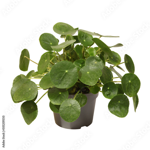 Pilea peperomioides	 photo