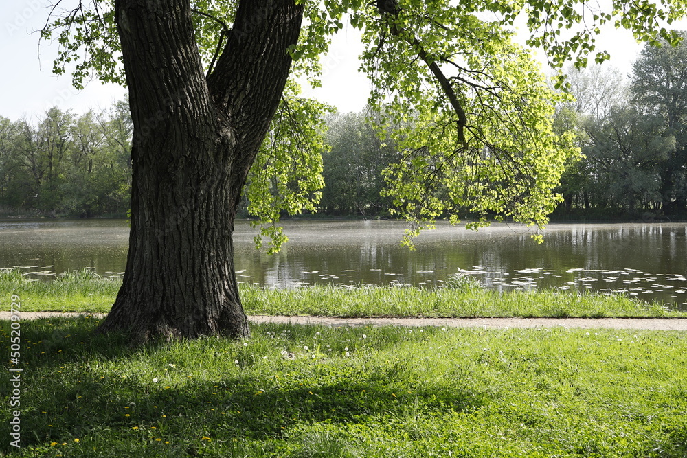 Obraz premium Aleja w parku wiosną w słoneczny dzień