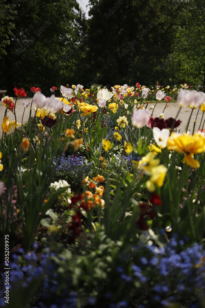 Kwiaty ogrodowe wiosenne kwitnące kolorowe - obrazy, fototapety, plakaty 