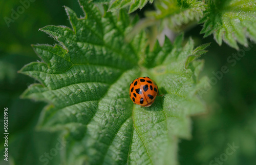 ladybird on a leaf