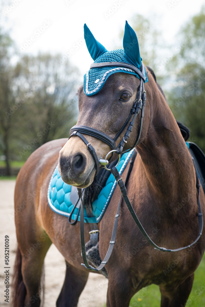 Fototapeta premium Reitpferd
