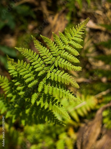 Graceful fern leaf lat. Athyrium generously lit by the sun in a pine forest photo