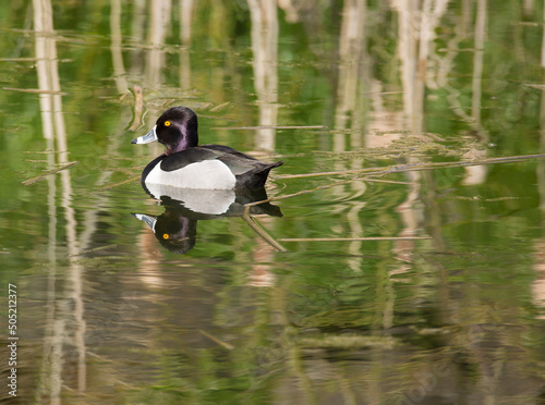 Beautiful, colorful, male ring-necked duck and reflections
 photo