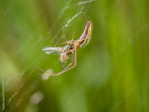 Long Jawed Orb Weaver, Tetragnatha sp with prey. photo