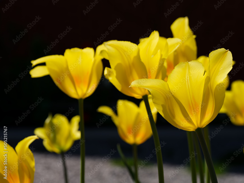 Obraz premium Beautiful yellow tulips flowering in nature.