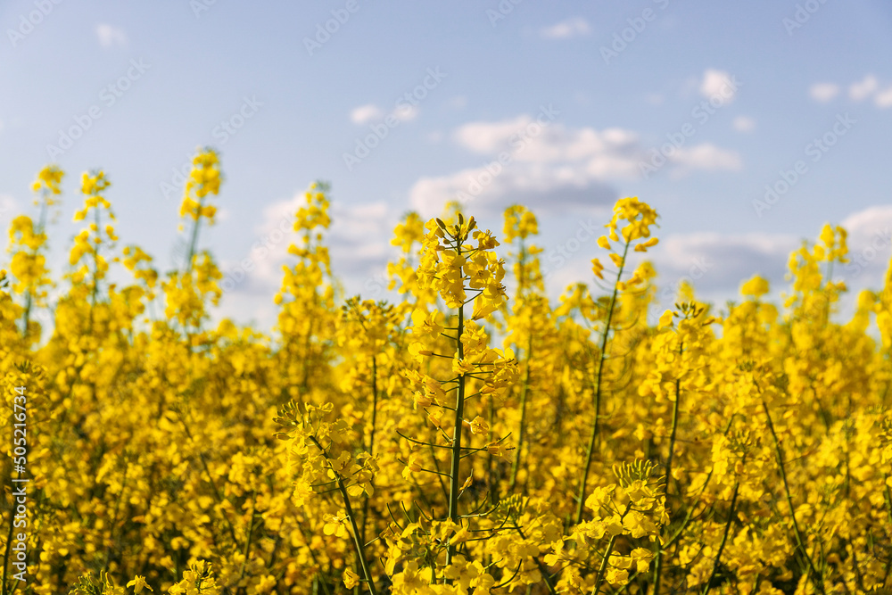 Blooming rapeseed Blooming rapeseed