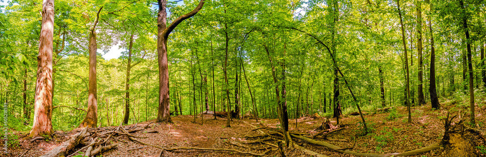 Panoramic view over magical deciduous forest, rocky at riverside of Zschopau river near Mittweida town, Saxony, Germany, at warm sunset and blue Spring sky. Panoramic view over magical deciduous forest, rocky at riverside of Zschopau river near Mittweida town, Saxony, Germany, at warm sunset and blue Spring sky.