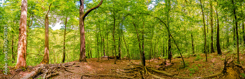Panoramic view over magical deciduous forest  rocky at riverside of Zschopau river near Mittweida town  Saxony  Germany  at warm sunset and blue Spring sky.
