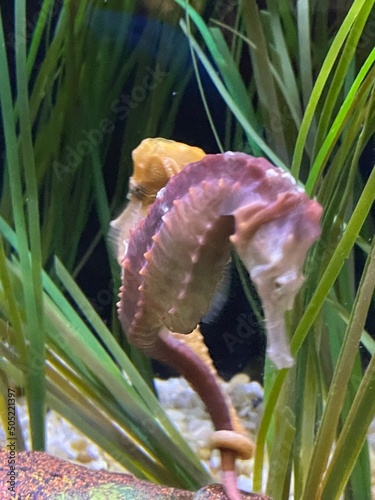 Sea Horse 